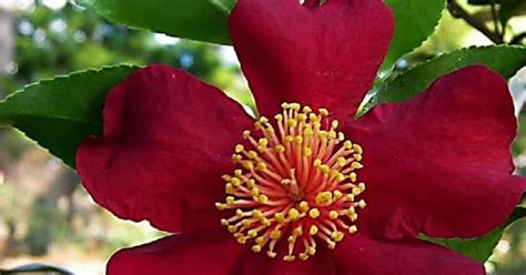 October magic crimson and clover camellia